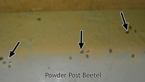 why-heat-treatment-is-needed-Powder-Post-Bettel-in-Wooden-Box-min