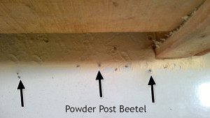why-heat-treatment-is-needed-Powder-Post-Bettel-in-Wooden-Box1-min